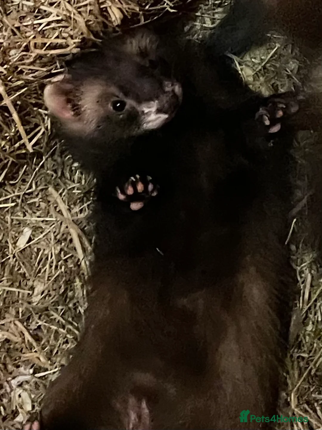 Ferret rodents for sale: 3 gorgeous ferret kits looking for new homes - Advert 9