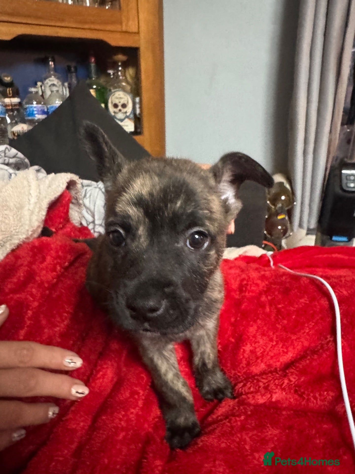 Mixed Breed dogs frenchie cross belgian malinois pups  - Advert 2