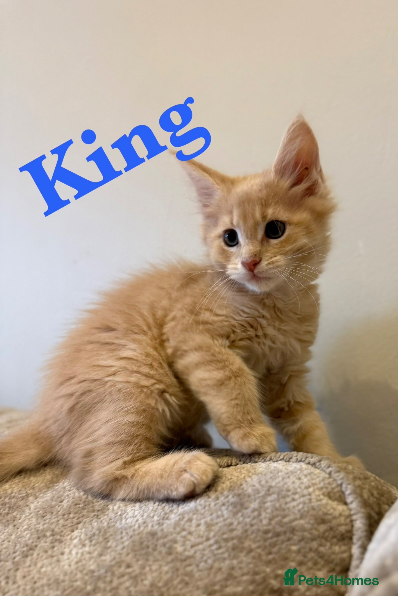 Maine Coon cats GCCF Pedigree Maine Coon kitten  - Advert 1