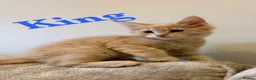 Maine Coon cats for sale: GCCF Pedigree Maine Coon kitten  - Advert 1