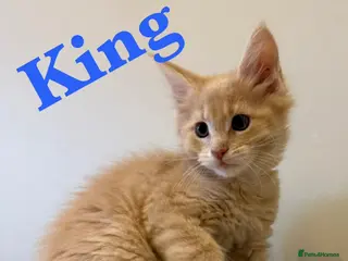 Maine Coon cats GCCF Pedigree Maine Coon kitten - Advert 1