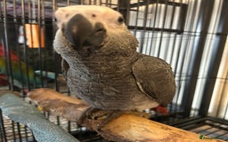 Parrots birds for sale: Hand Reared Baby African Greys  - Image 5