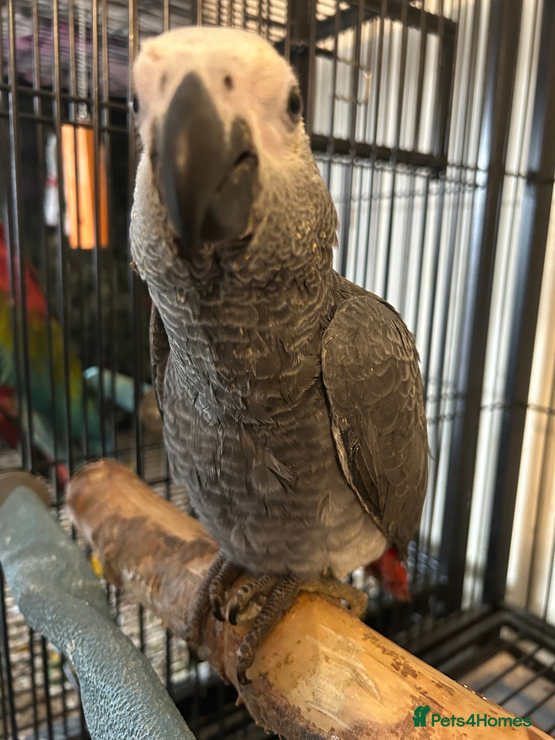 Parrots birds for sale: Hand Reared Baby African Greys  - Image 5