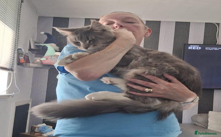 Maine Coon cats Male Maine Coon - Advert 3