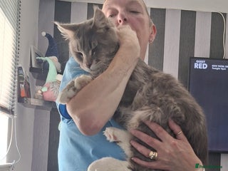 Maine Coon cats Male Maine Coon - Advert 12