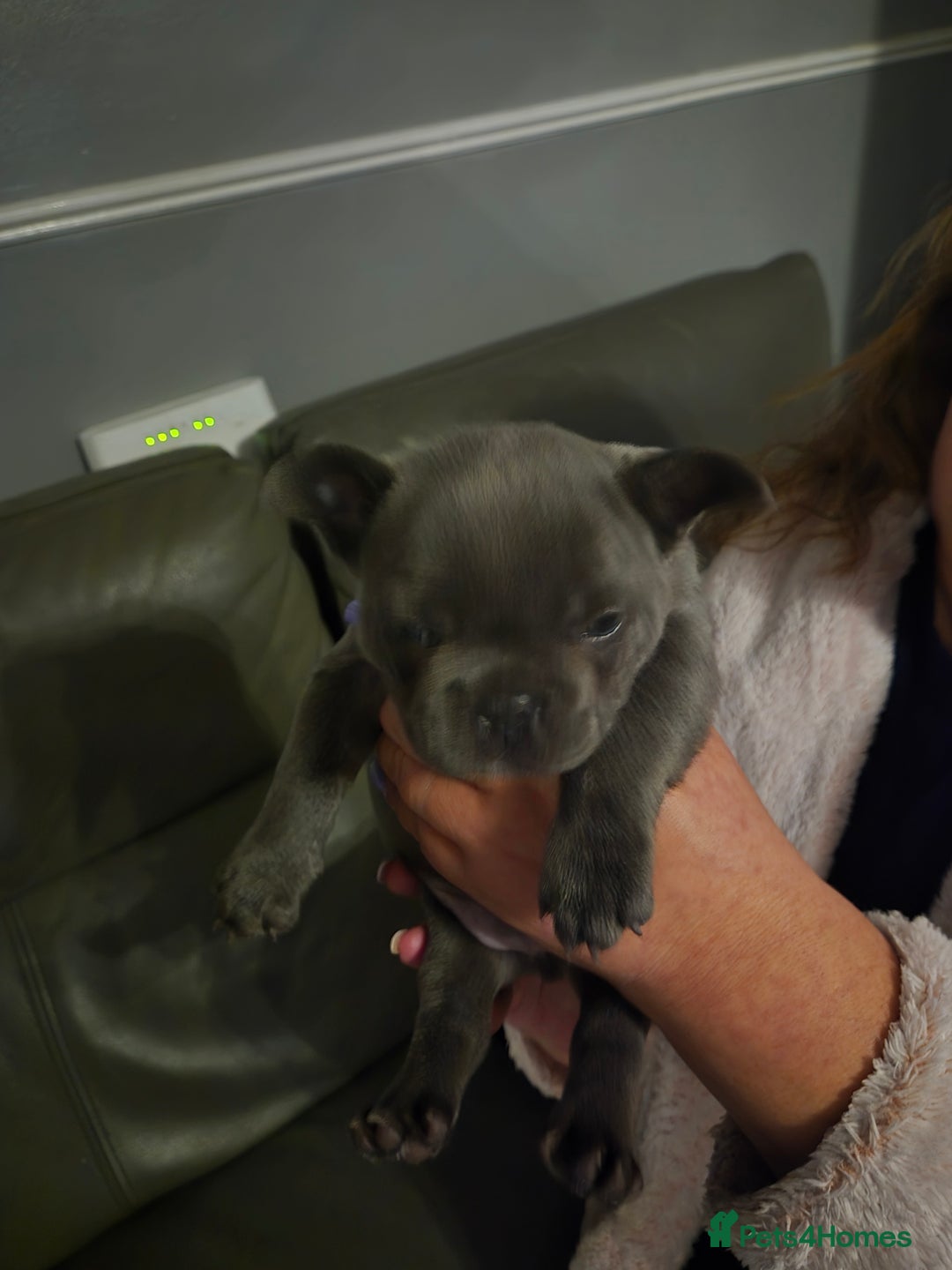 French Bulldog dogs for sale: Last of the litter  - Image 7