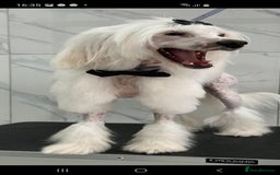 Chinese Crested dogs for stud: Mr stanley STUD ONLY KC REGISTERED  in Swindon - Image 8
