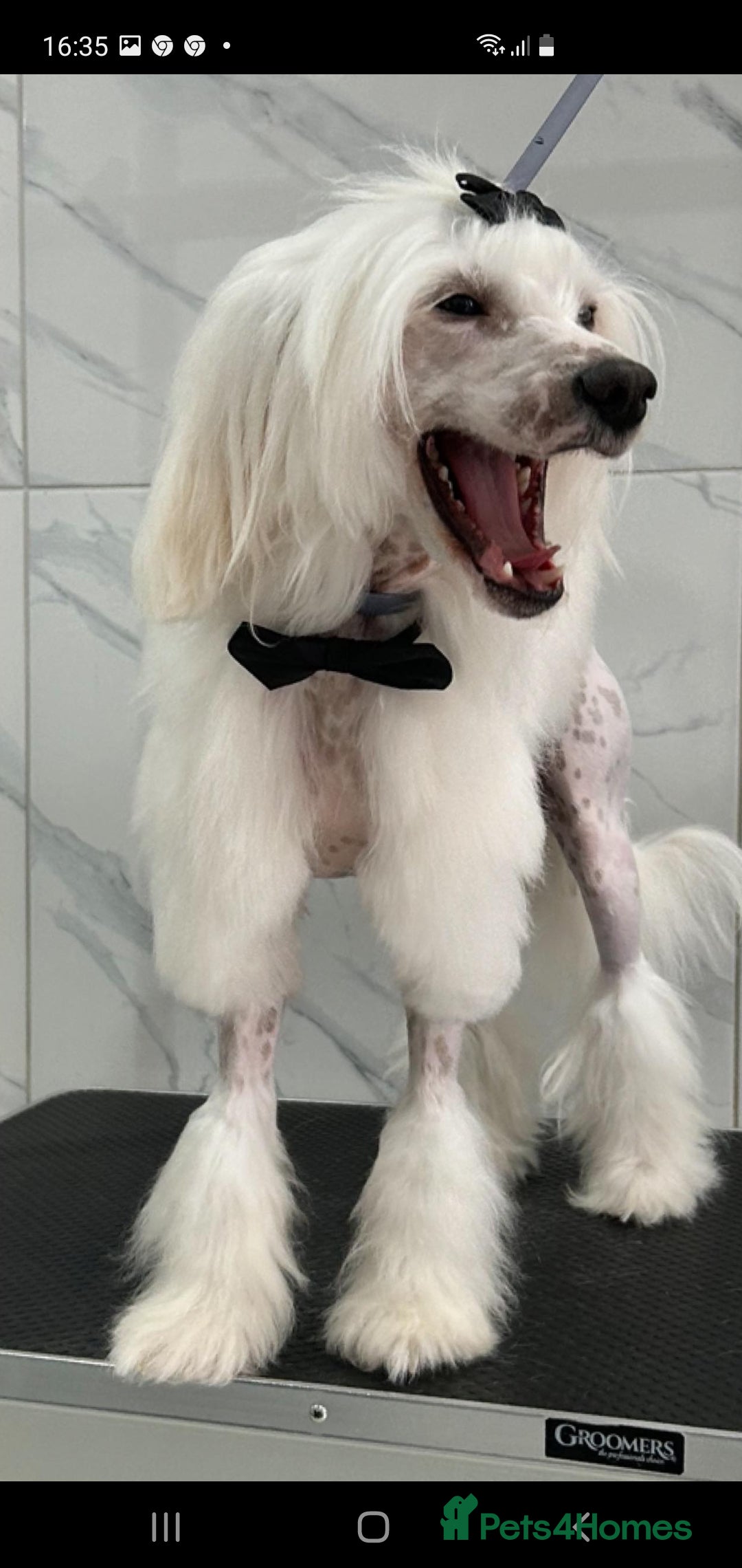 Chinese Crested dogs for stud: Mr stanley STUD ONLY KC REGISTERED  in Swindon - Image 8