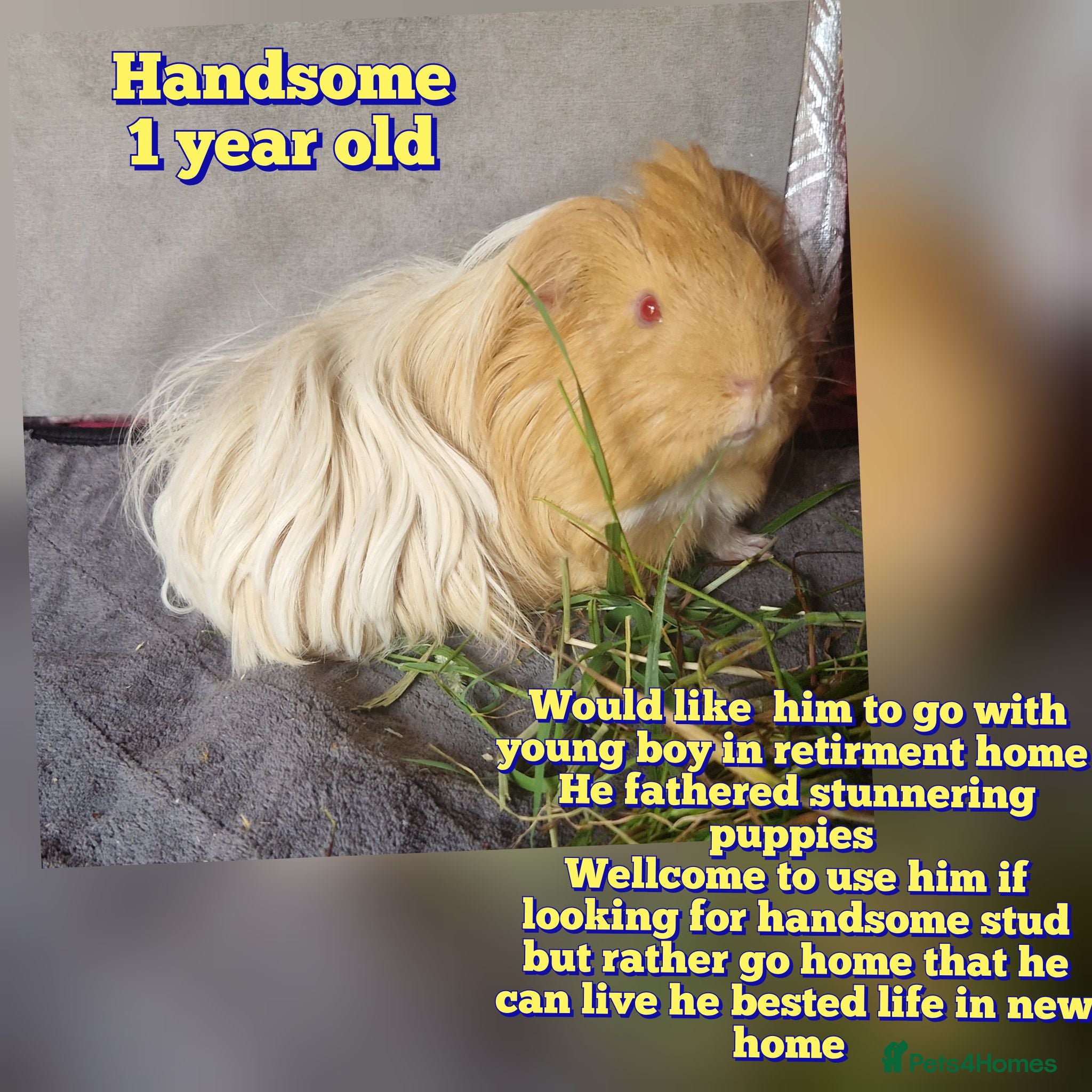 Guinea Pig rodents Gorgeous Sheltie Guinea Pig  - Advert 2