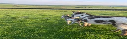 Donkey livestock for sale: Coloured Miniature Mediterranean Donkey - Advert 3