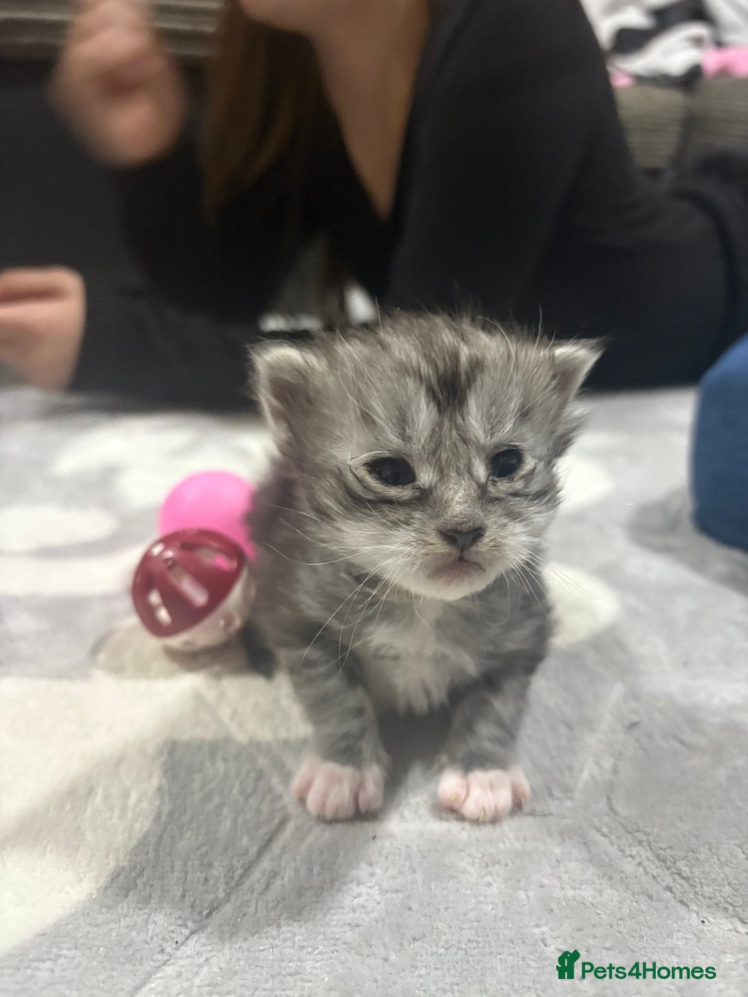 Maine Coon cats for sale: Beautiful Black/silver mackerel  tabby Maine coons - Advert 16