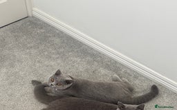 British Shorthair cats for sale: Blue and Lilac British shorthair boys  - Image 11