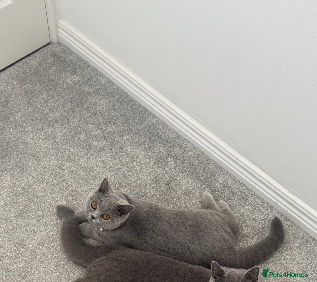 British Shorthair cats for sale: Blue and Lilac British shorthair boys  - Image 11