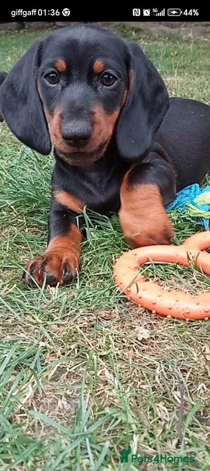 Dachshund dogs Dachshund Miniature  - Advert 14