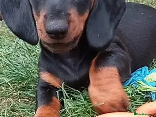Dachshund dogs Dachshund Miniature - Advert 14