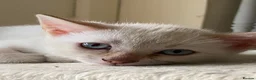 Bengal cats for sale: Snow bengal kittens in Hartlepool - Advert 1