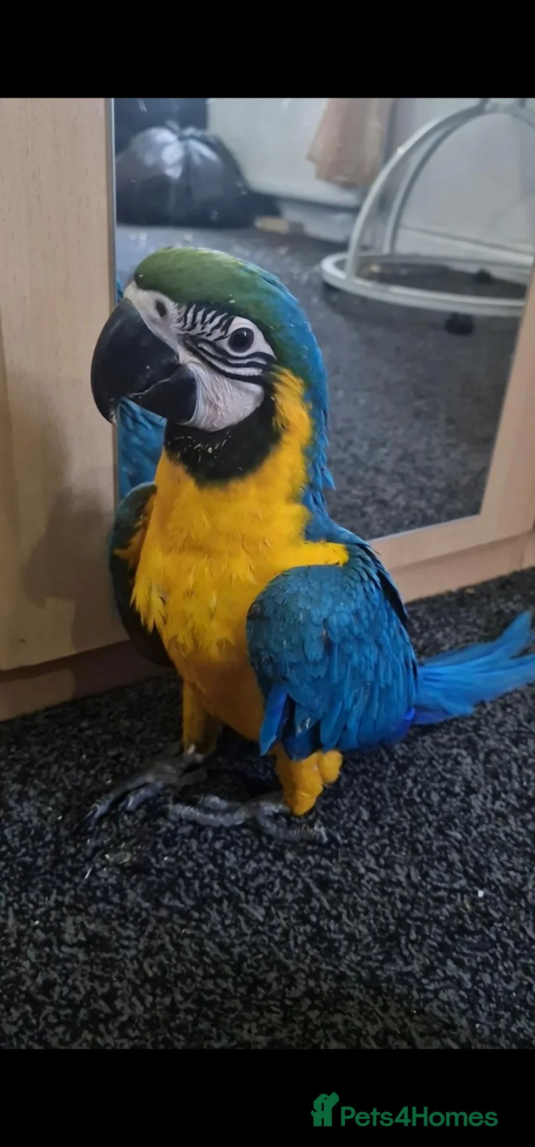 Budgerigars birds for sale: LAST ONE! BABY BLUE&GOLD MACAW PARROT. - Advert 5