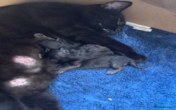 British Longhair cats for sale: 4 beautiful kittens - Image 11