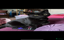 Mixed Breed cats for sale: 6 adorable kittens for sale!  - Image 12