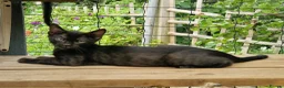 Mixed Breed cats for sale: Beautiful 3/4 Bengal, 1/4 Siamese kittens  - Advert 20