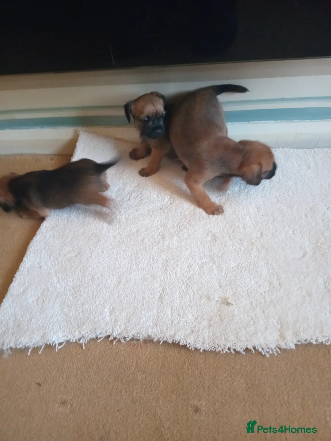 Border Terrier dogs for sale: Border trerrier puppies - Advert 6