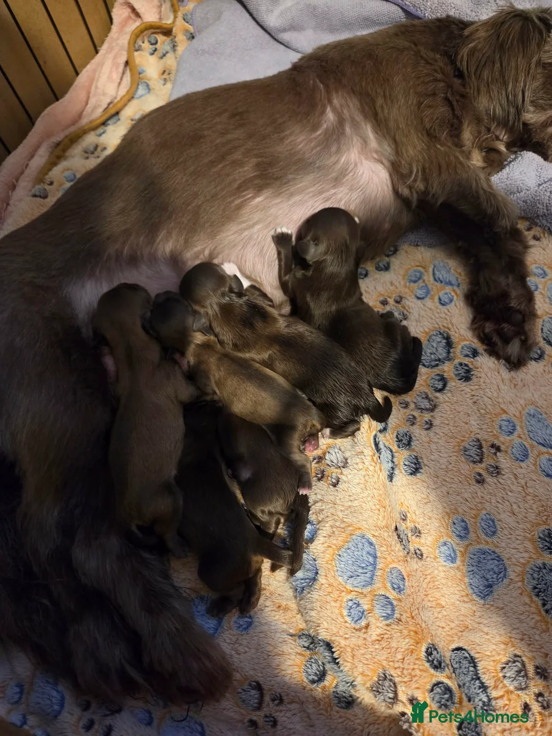 Shih Tzu dogs for sale: Beautiful imperial shih tzu in Barnsley - Advert 2