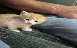 Mixed Breed cats for sale: 1 tabby and 2 ginger male kittens available  - Image 4
