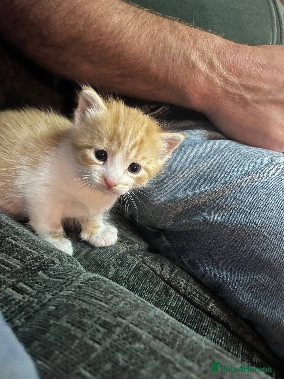 Mixed Breed cats for sale: 1 tabby and 2 ginger male kittens available  - Image 4