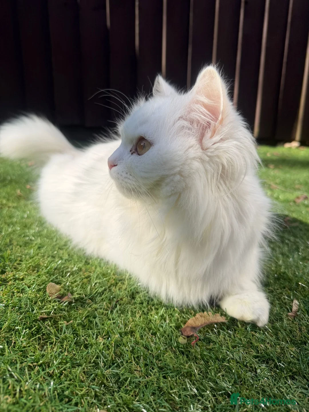 Persian cats for sale: Beautiful half Persian kittens  - Advert 1