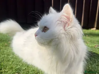 Persian cats Beautiful half Persian kittens - Advert 2