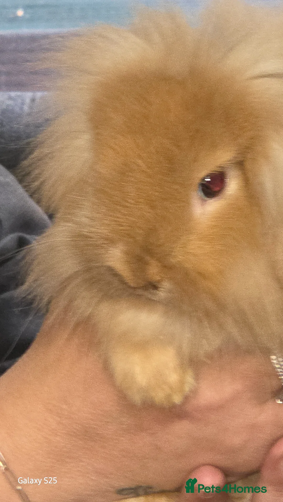 Mixed Breed rabbits for sale: 2 females lion head and 1 male lop hear buck in Dudley - Advert 1