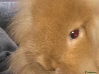 Mixed Breed rabbits 2 females lion head and 1 male lop hear buck - Advert 1