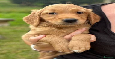 Golden Retriever dogs - Advert 2