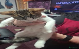 Mixed Breed cats for sale: 5 beautiful kittens  - Image 3