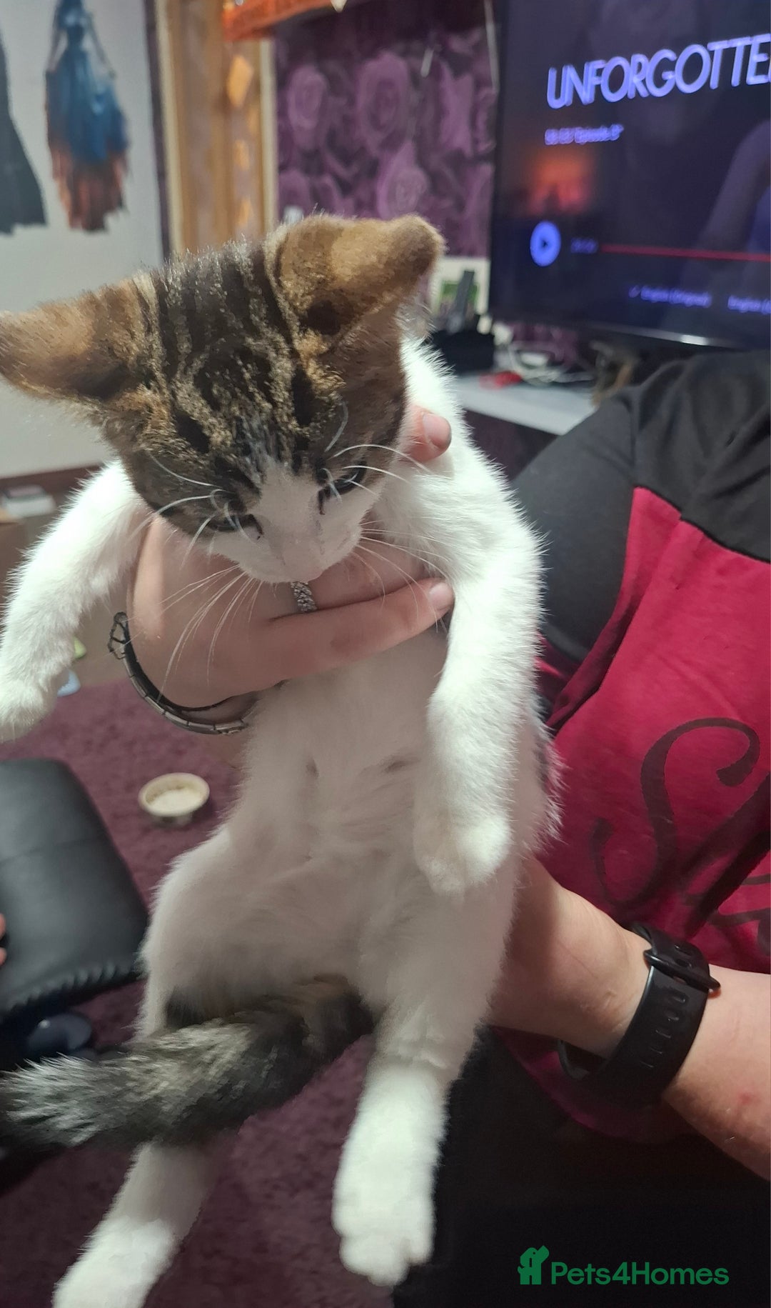 Mixed Breed cats for sale: 5 beautiful kittens  - Image 3