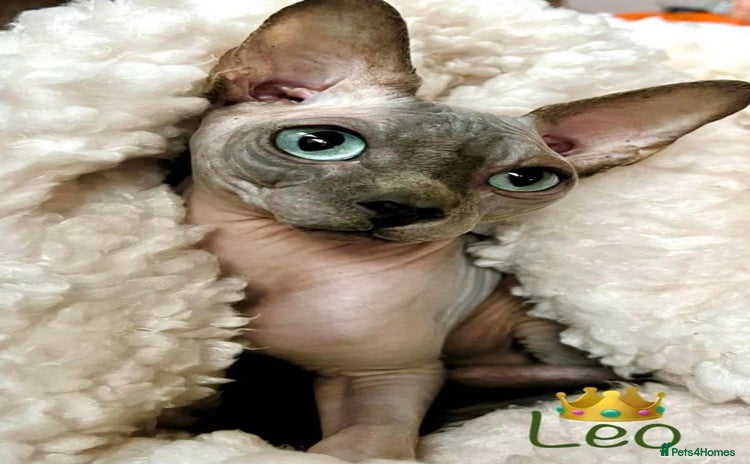 Sphynx cats Beautiful BOY - Advert 3