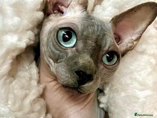 Sphynx cats Beautiful BOY - Advert 2
