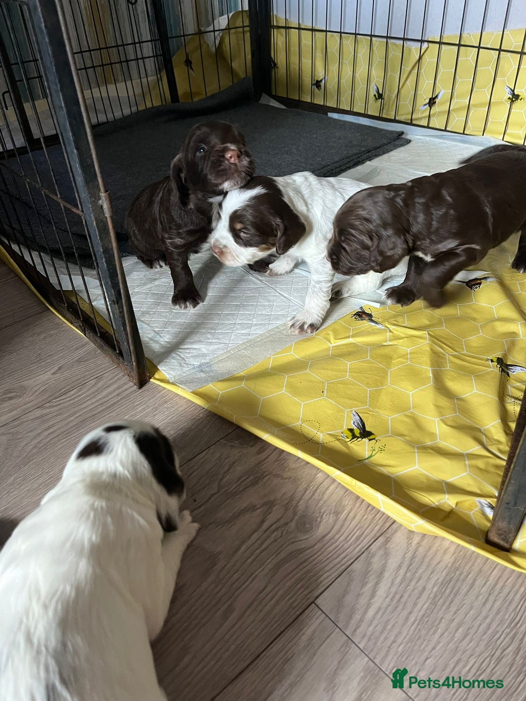 Sprocker dogs for sale: Beautiful Sprocker puppies  - Image 6