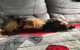 Yorkshire Terrier dogs for sale: Yorkshire Terrier  - Image 2