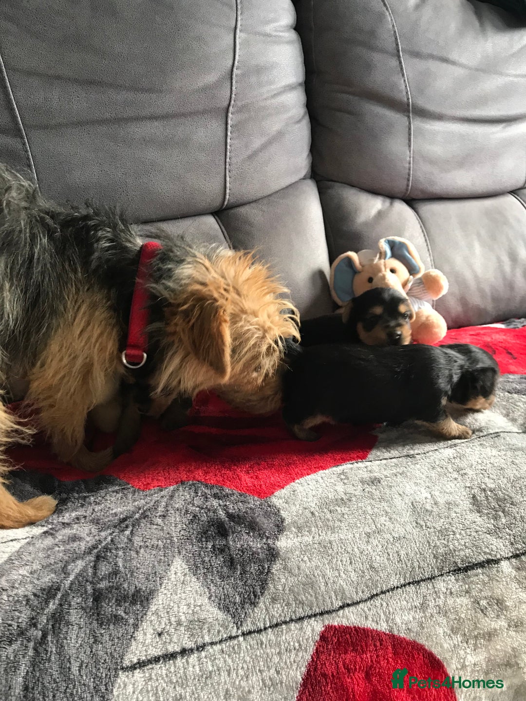 Yorkshire Terrier dogs for sale: Yorkshire Terrier  - Image 2