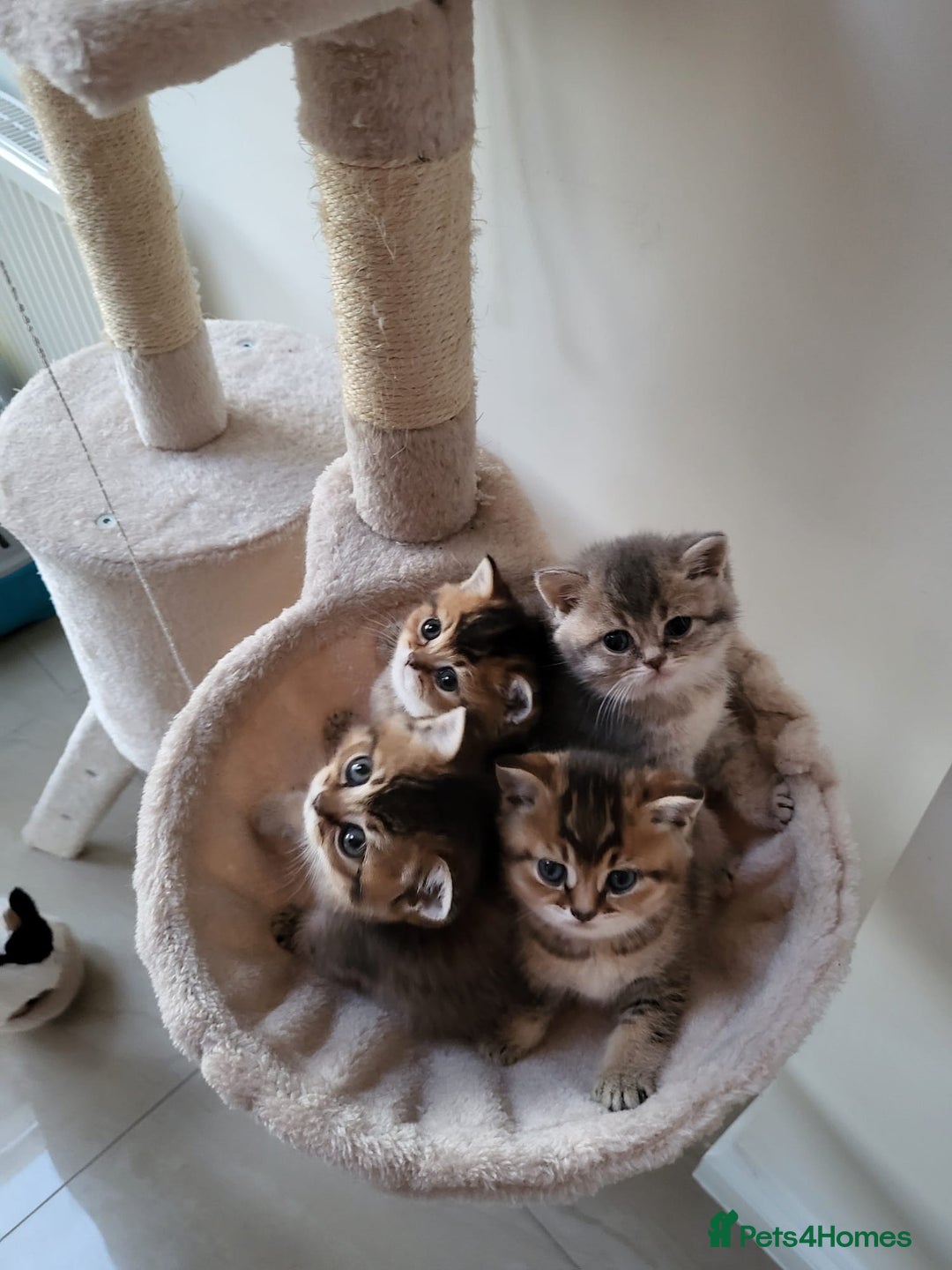 British Shorthair cats for sale:  **  **  **  ** BRITISH SHORTLY **  **  **  **   - Advert 1