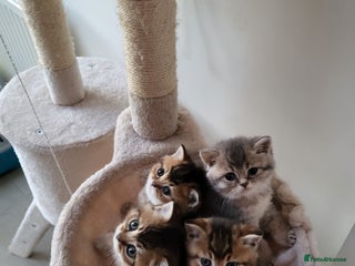 British Shorthair cats 🎄🎄🎄🎄BRITISH SHORTLY🎄🎄🎄🎄 - Advert 1