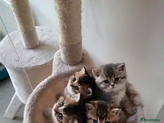 British Shorthair cats BRITISH SHORTHAIR - Advert 1