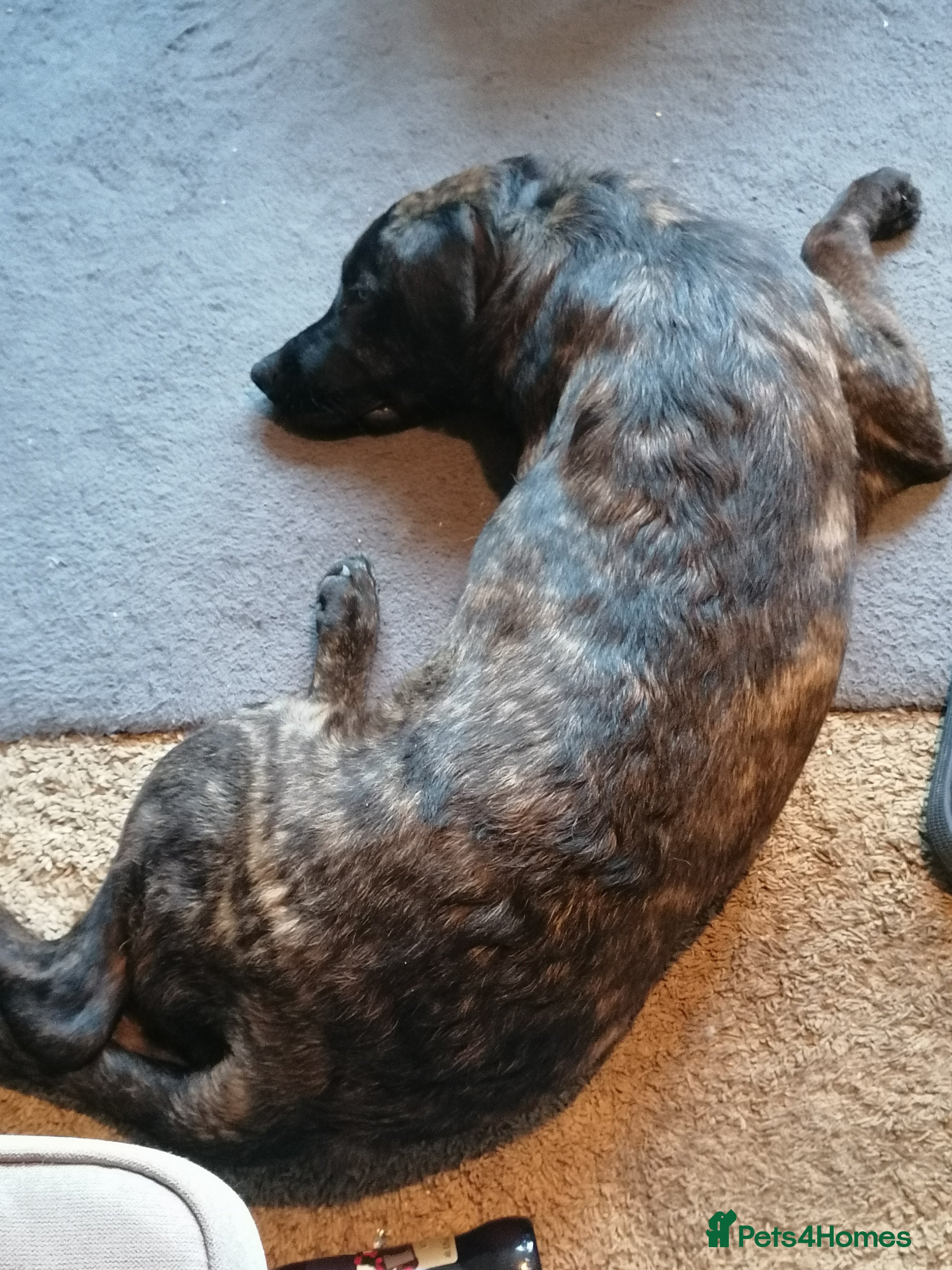 Mixed Breed dogs For sale  - Advert 4