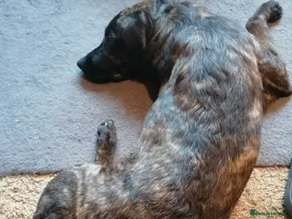 Mixed Breed dogs For sale - Advert 1