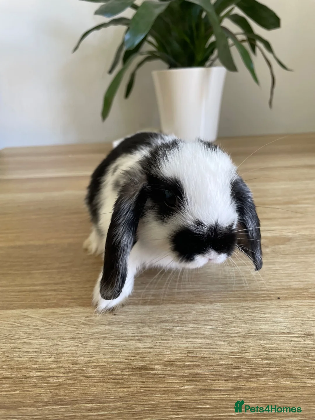 Mini Lop rabbits for sale: Mini lop rabbits - Advert 2