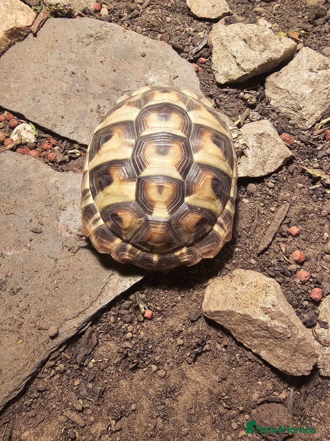 Hermann Tortoise reptiles for sale: 2 year old Hermann tortoise  - Image 3