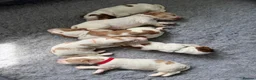 Cocker Spaniel dogs for sale: Adorable Kennel Club Reg. Show Cocker Spaniel Pups - Advert 23