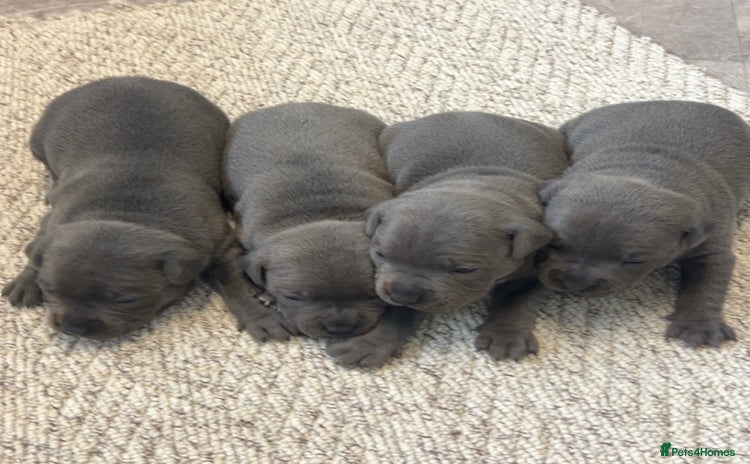 Staffordshire Bull Terrier dogs - Advert 4