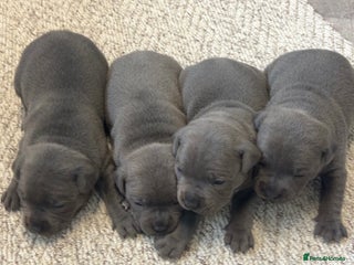 Staffordshire Bull Terrier dogs - Advert 3